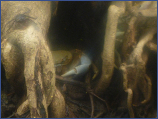 spooky crab